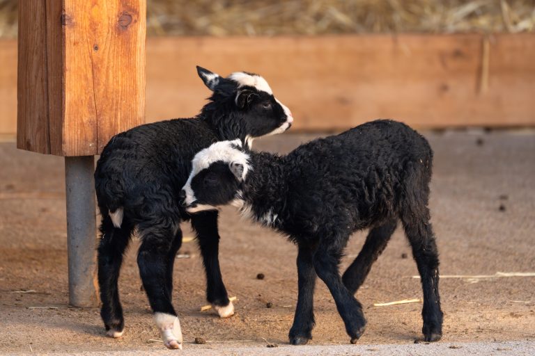 Flauschige Frühlingsboten: Romanov-Schaf-Nachwuchs in der Wilhelma Flauschige Frühlingsboten: Romanov-Schaf-Nachwuchs in der Wilhelma