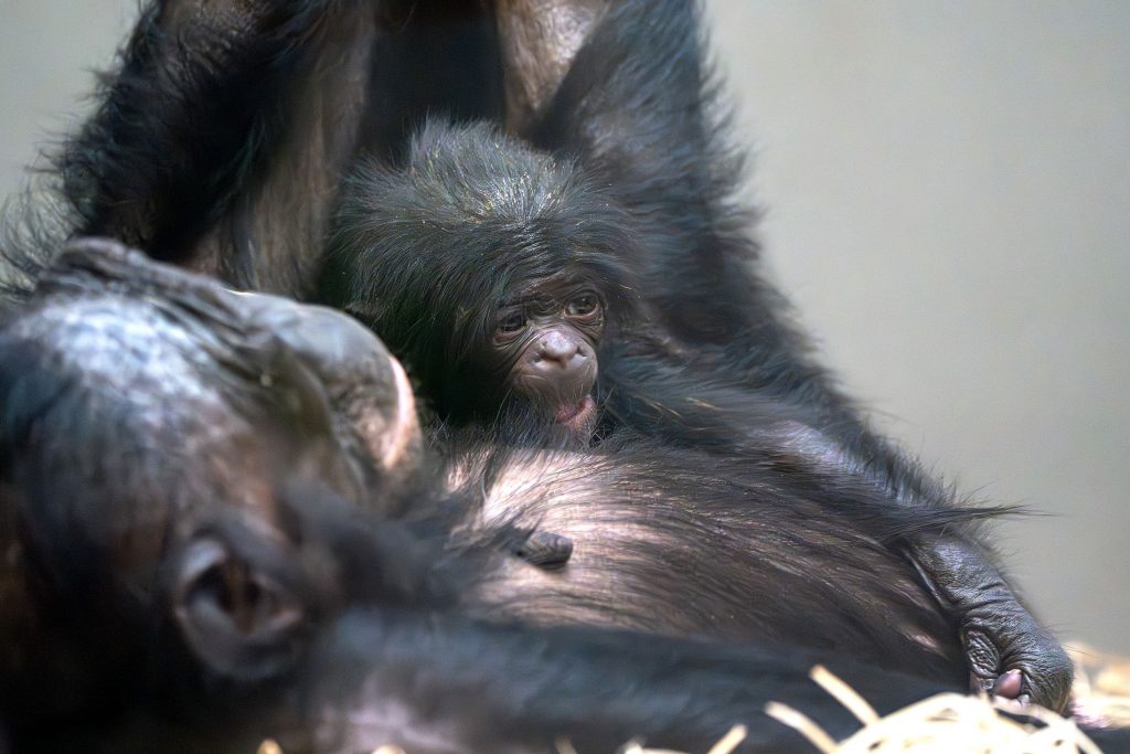 Unglaubliches Babyglück in der Wilhelma: Bonobo-Urgroßmutter Chipita überrascht alle und wird erneut Mutter! KW10b Bonobo Nachwuchs 07.03.2024 Meierjohann Bild 4