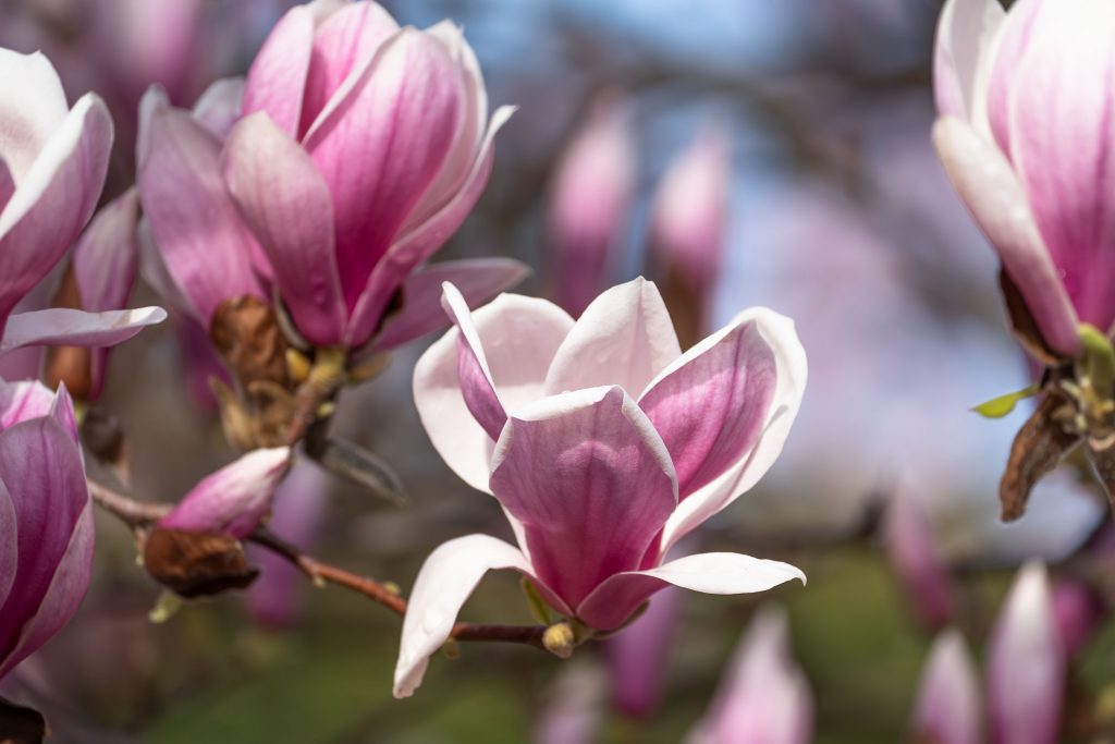 Blütenpracht im Frühling: Die Magnolien der Wilhelma in voller Blüte KW11b Magnolienbluete in der Wilhelma Meierjohann Bild 02