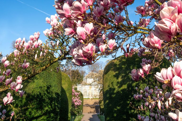 Blütenpracht im Frühling: Die Magnolien der Wilhelma in voller Blüte Blütenpracht im Frühling: Die Magnolien der Wilhelma in voller Blüte