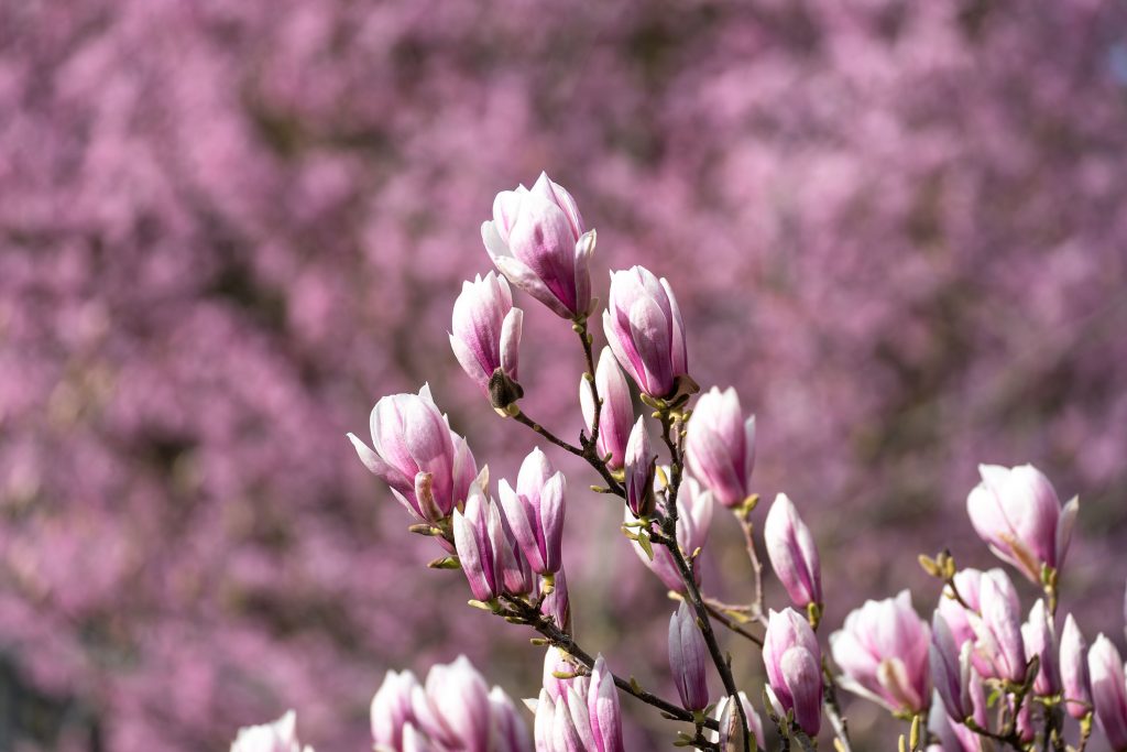 Blütenpracht im Frühling: Die Magnolien der Wilhelma in voller Blüte KW11b Magnolienbluete in der Wilhelma Meierjohann Bild 04