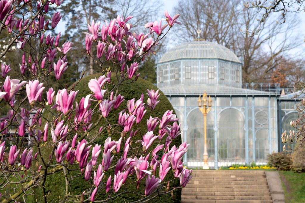 Blütenpracht im Frühling: Die Magnolien der Wilhelma in voller Blüte KW11b Magnolienbluete in der Wilhelma Meierjohann Bild 05