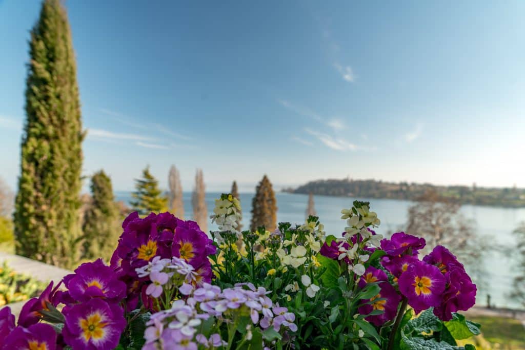 Gartenjahr 2024 am Bodensee: Entdecke die grenzüberschreitende Pracht in der Vierländerregion