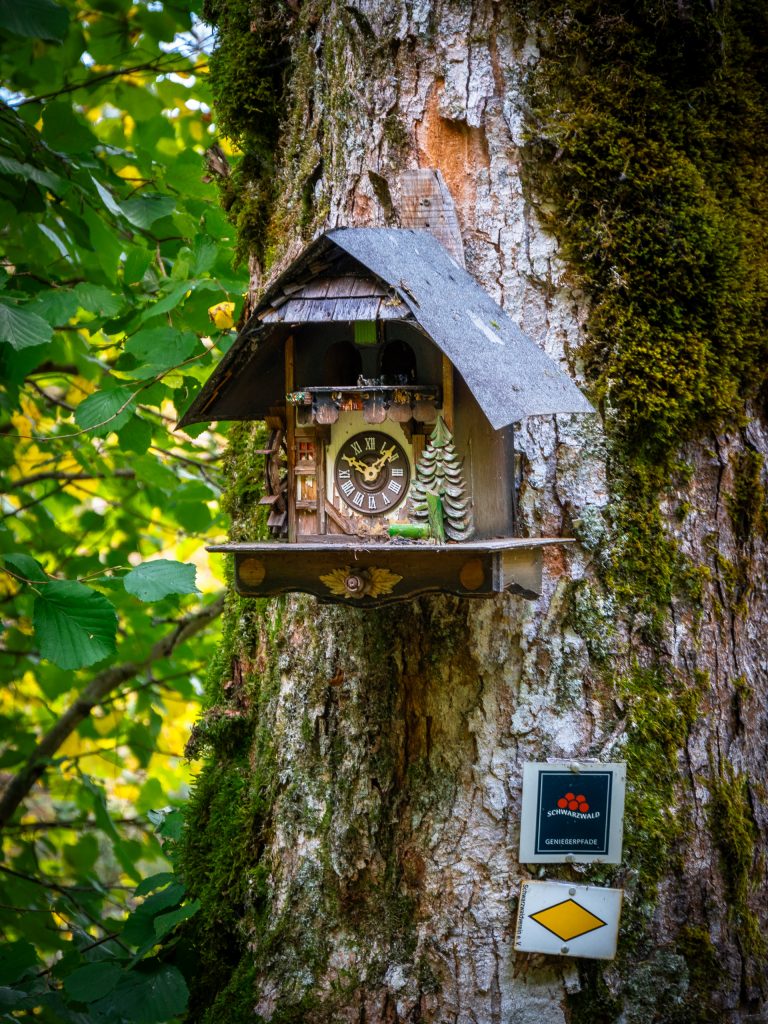 Zwei Schwarzwälder im Rennen um "Deutschlands schönsten Wanderweg 2024": Jetzt noch abstimmen! Kuckucksuhr auf dem Uhrwaldpfad Rohrhardsberg Querformat Website 28206