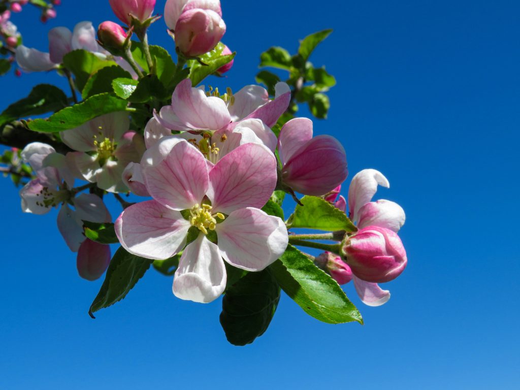 Blütenzauber in Baden-Württemberg: Ausflugstipps für Blütenfans anastasiya romanova 438hozeipfQ unsplash