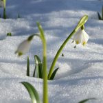 Schneeglöckchen im Schnee