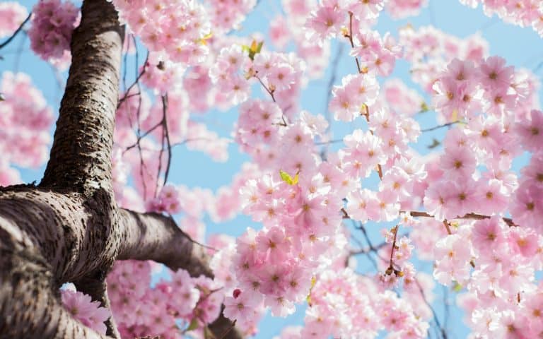 Wetterupdate 26.03.24: Frühlingshafter Dienstag mit viel Sonnenschein und Aprilwetter im Anmarsch