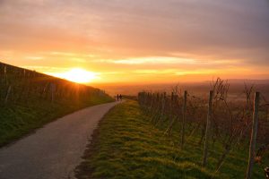 Ein malerischer Sonnenuntergang über einer hügeligen Weinlandschaft. Ein asphaltierter Weg führt durch die Weinberge, während zwei Personen in der Ferne spazieren. Die untergehende Sonne taucht den Himmel in warme Orange- und Goldtöne, während die Landschaft im sanften Licht erstrahlt.