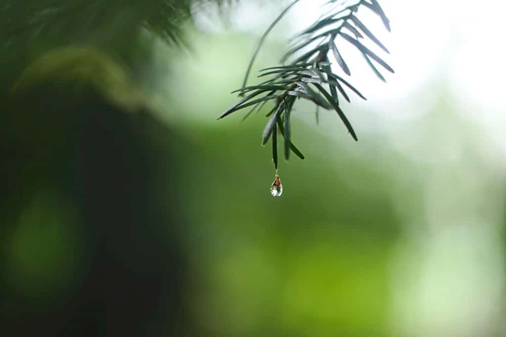 Wetterupdtae 12.03.24: Das Wetter in Baden-Württemberg – Ein Wechselbad der Gefühle