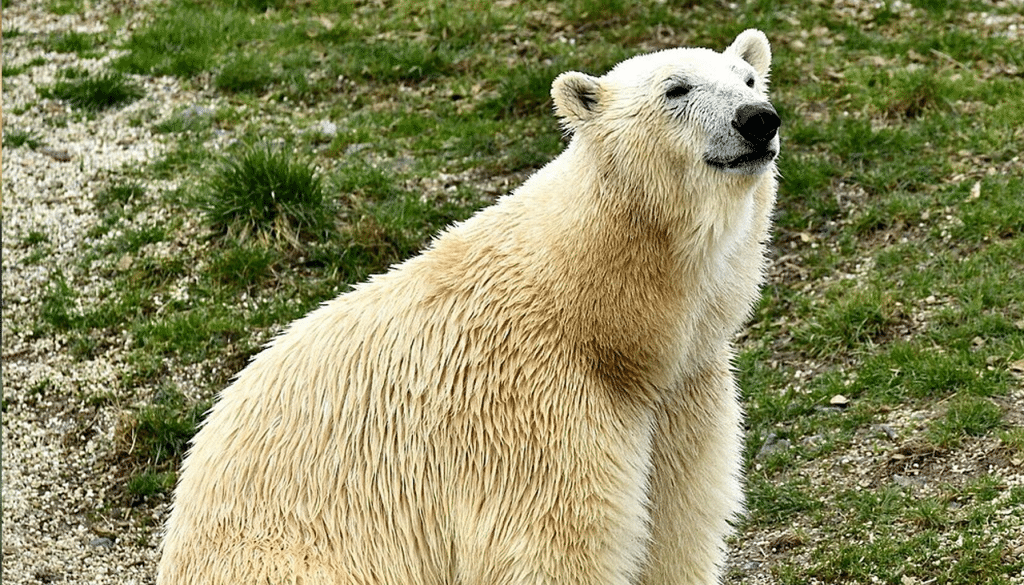 Eisbär-Liebe im Zoo Karlsruhe: Nuka trifft Kap