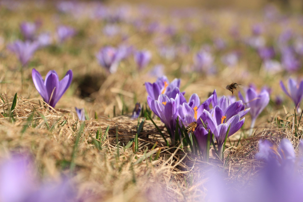 Ausflugstipp: Frühlingzauber in Zavelstein – die Krokusblüte verzaubert mit ihrem Farbenspiel image 1