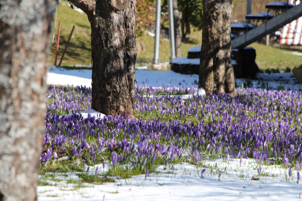 Ausflugstipp: Frühlingzauber in Zavelstein – die Krokusblüte verzaubert mit ihrem Farbenspiel image
