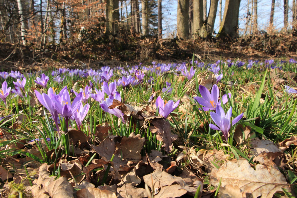 Ausflugstipp: Frühlingzauber in Zavelstein – die Krokusblüte verzaubert mit ihrem Farbenspiel image 2