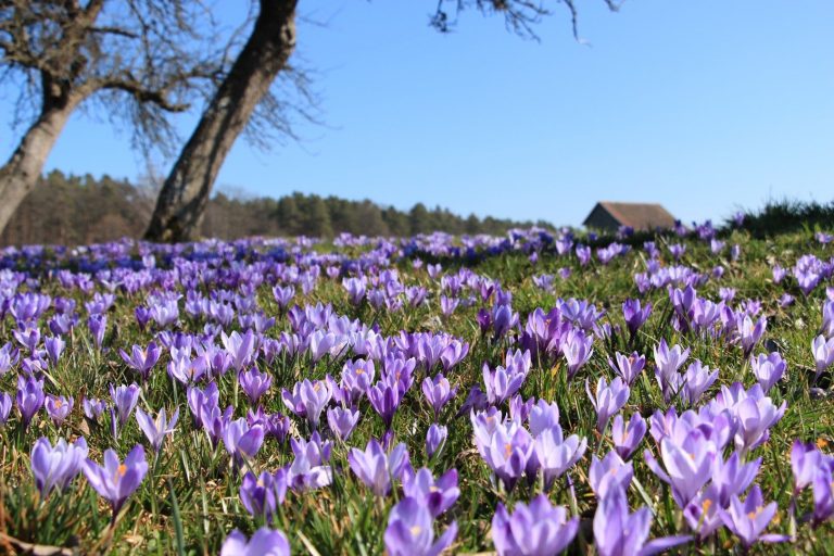 Ausflugstipp: Frühlingzauber in Zavelstein – die Krokusblüte verzaubert mit ihrem Farbenspiel