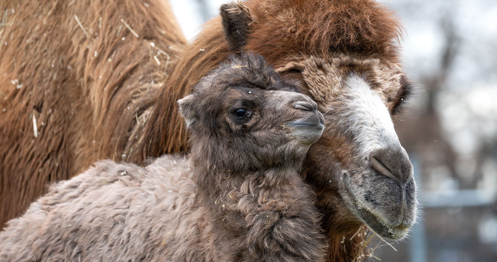 Ein kleines Wunder in der Wilhelma: Trampeltier-Fohlen erblickt das Licht der Welt