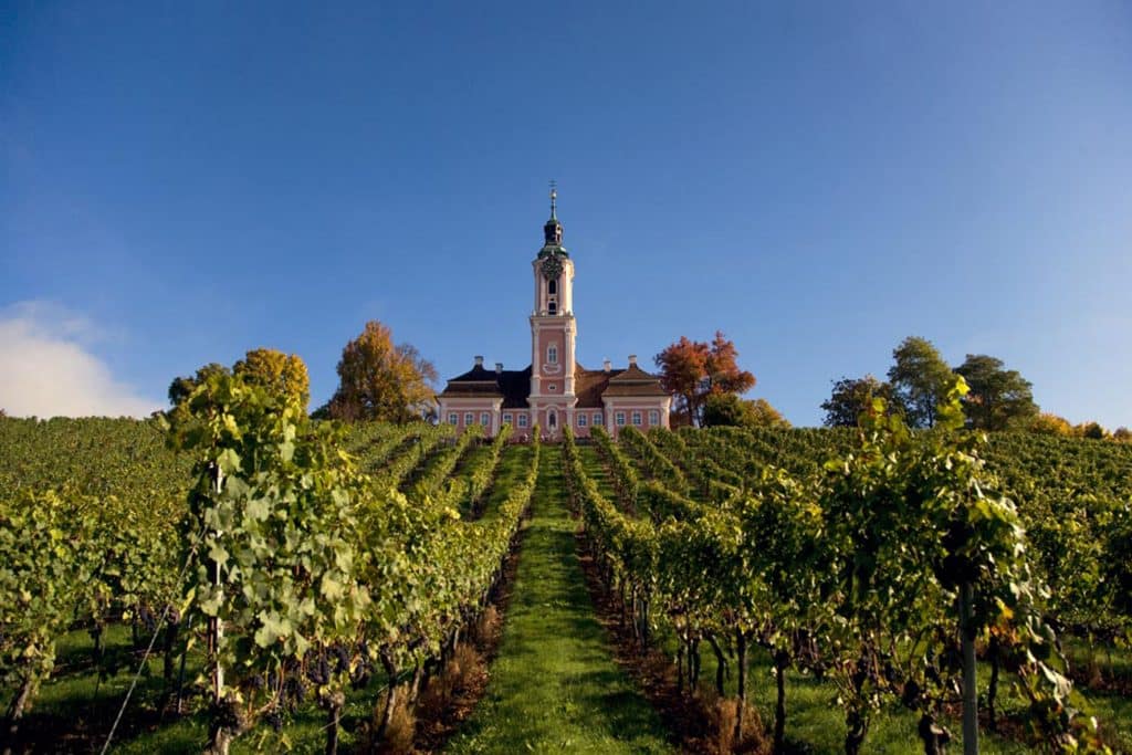 Weinreben gedeihen prächtig im milden Klima des Bodensees
