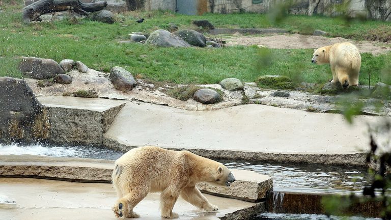 Eisbären-Liebe im Zoo Karlsruhe: „recht entspannt“ – Kap und Nuka treffen erstmals aufeinander