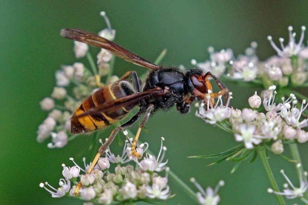Bienenkiller auf dem Vormarsch – Asiatische Hornisse jetzt in ganz Deutschland „weit verbreitet“