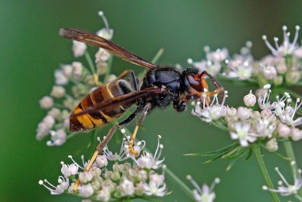 HOME Asian hornet Vespa velutina