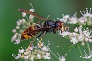 Bienenkiller auf dem Vormarsch – Asiatische Hornisse jetzt in ganz Deutschland „weit verbreitet“