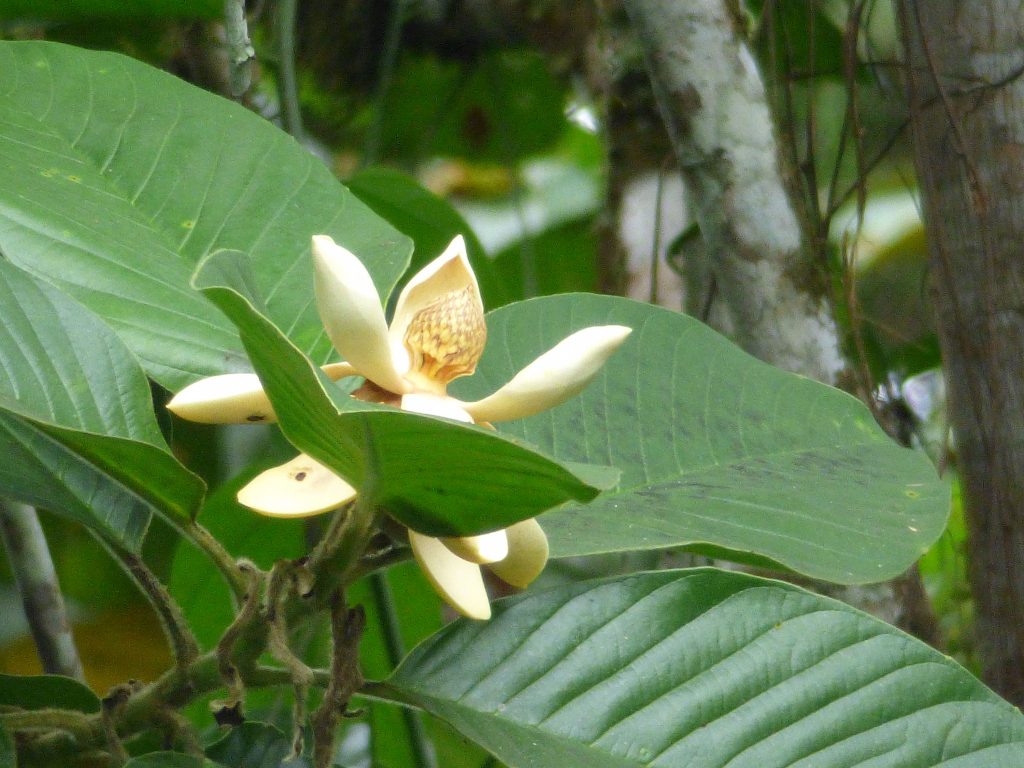 Die Grüne Lunge Ecuadors: Wilhelma investiert erneut in den Schutz von Regenwäldern KW16b Landkauf Ecuador Magnolia dixonii Bild 3