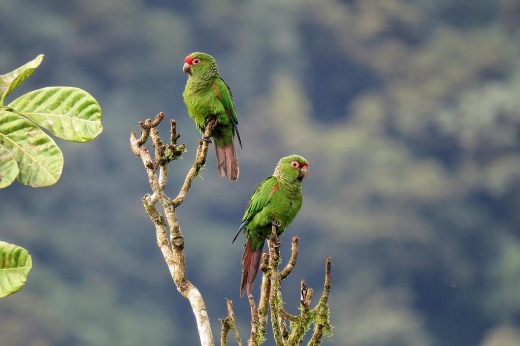 Die Grüne Lunge Ecuadors: Wilhelma investiert erneut in den Schutz von Regenwäldern KW16b Landkauf Ecuador Orcessittich Bild 2