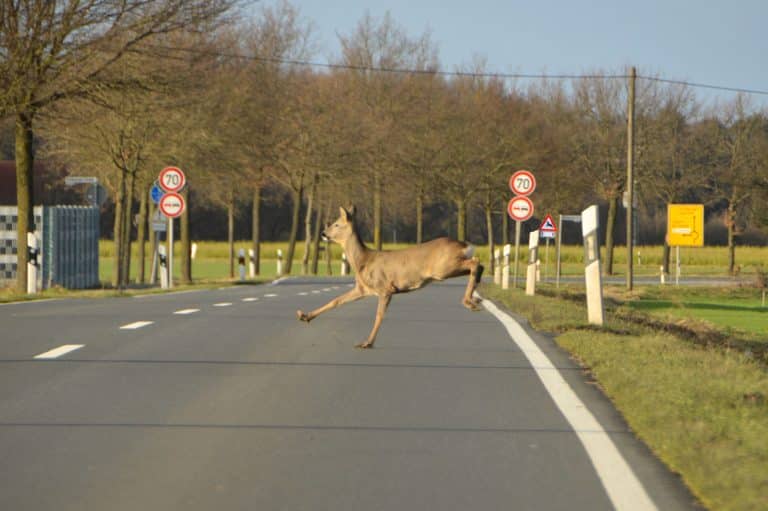 Achtung, Wildwechsel! Wildunfälle nach Umstellung auf Sommerzeit – So schützen Sie sich vor Gefahren!