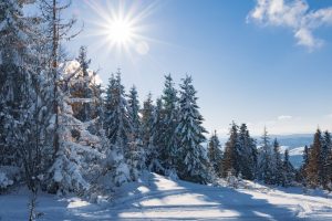 HOME fascinating sunny landscape of a winter forest 2023 11 27 05 34 23 utc