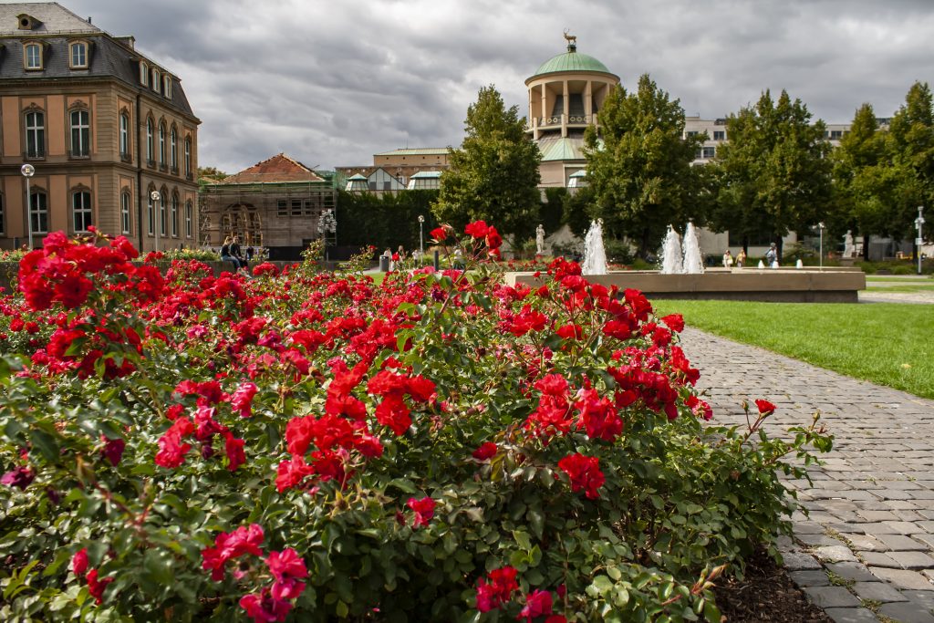 HOME red roses in the park 2023 11 27 05 15 08 utc