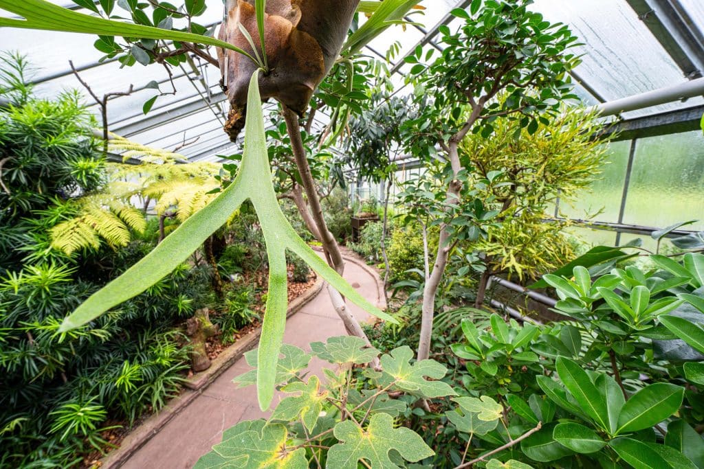 Eukalyptus und Baumfarn – Australiens Pflanzenvielfalt in der Wilhelma