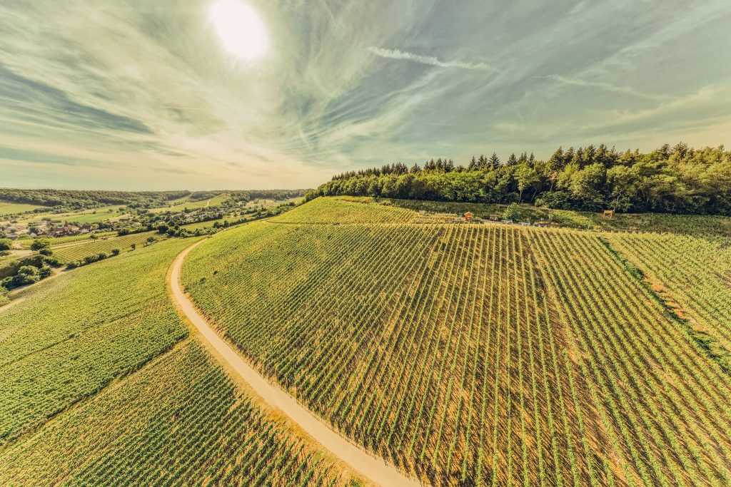 Aussicht über die Weinstöcke am Zweifelberg in Brackenheim