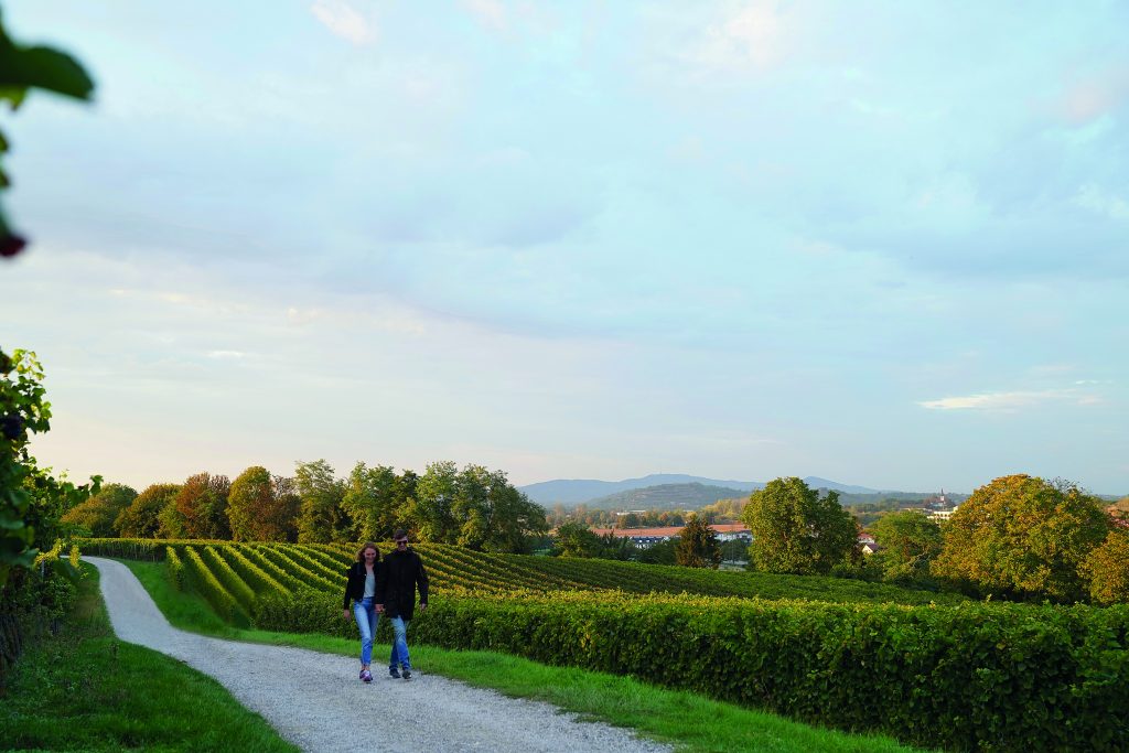 Genusswandern von Bad Krozingen nach Münstertal.
