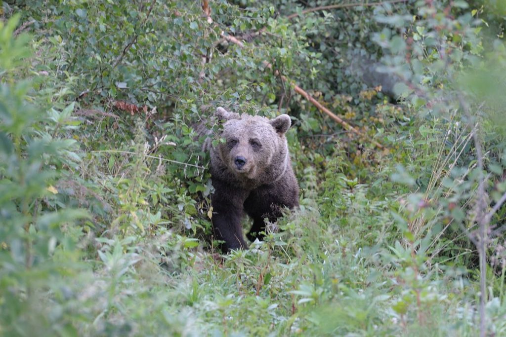 Nach tödlicher Attacke: Problembärin Gaia ist jetzt im Schwarzwald angekommen