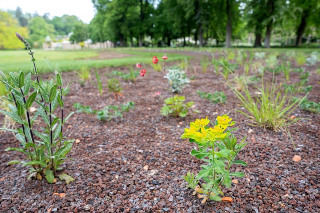 Klimawandel zwingt Wilhelma zum Handeln: Neuausrichtung mit trockenresistenten Pflanzenarten