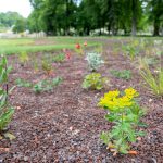 Klimawandel zwingt Wilhelma zum Handeln: Neuausrichtung mit trockenresistenten Pflanzenarten Klimawandel zwingt Wilhelma zum Handeln: Neuausrichtung mit trockenresistenten Pflanzenarten