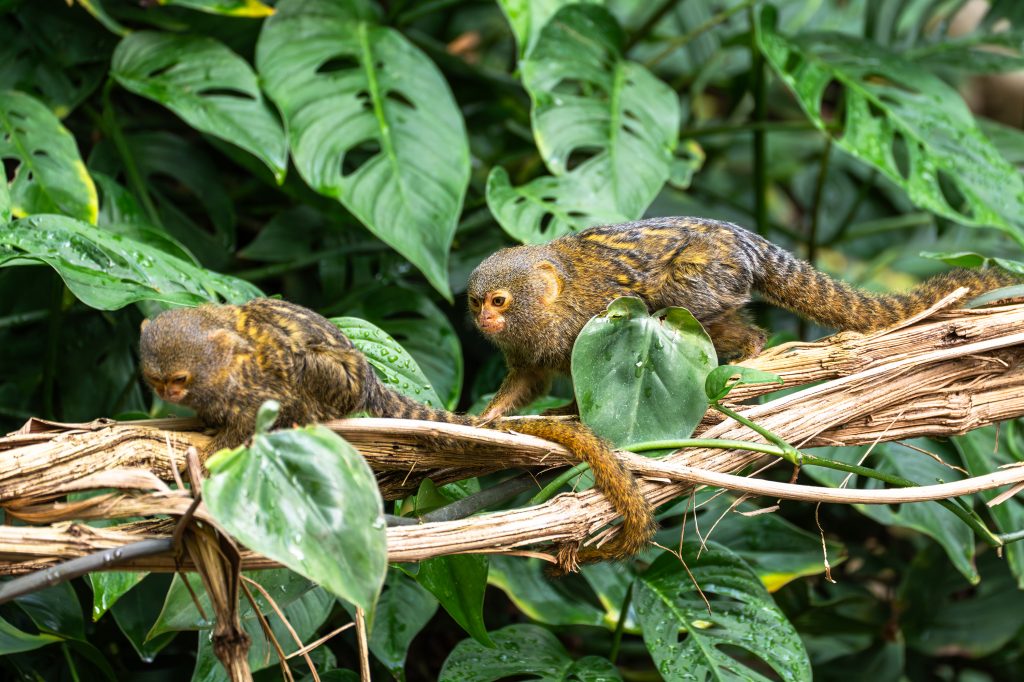Die zwei Zwergseidenaffen erkunden das Amazonienhaus