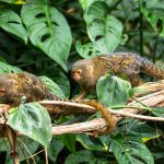 Die zwei Zwergseidenaffen erkunden das Amazonienhaus