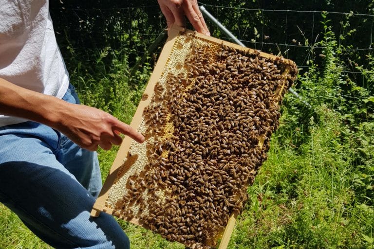 Kribbelnder Ausflugstipp: Insektenabenteuer in der Wilhelma Kribbelnder Ausflugstipp: Insektenabenteuer in der Wilhelma