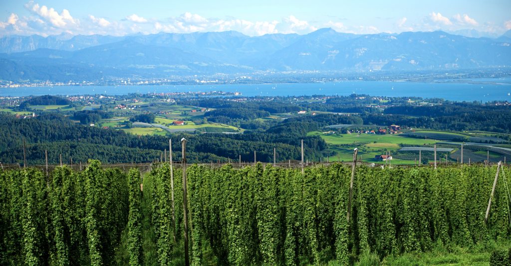 Wandertipp: Auf den Spuren des Hopfens – Ein malerischer Rundgang durch Tettnang am Bodensee