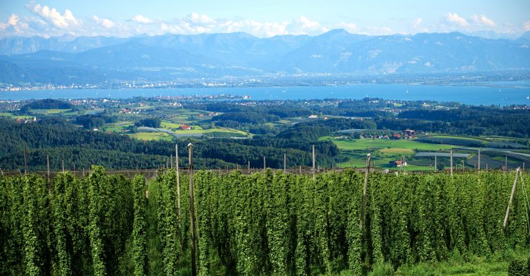 Wandertipp: Auf den Spuren des Hopfens – Ein malerischer Rundgang durch Tettnang am Bodensee