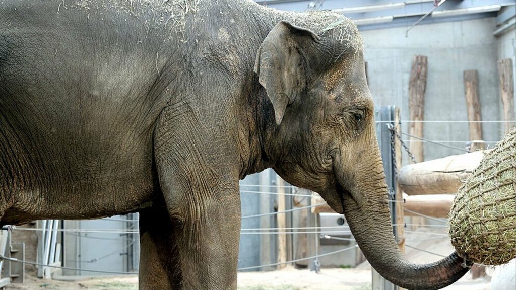 Wiedervereint nach 13 Jahren: Elefantenkuh Indra trifft im Zoo Karlsruhe auf ihre Mutter