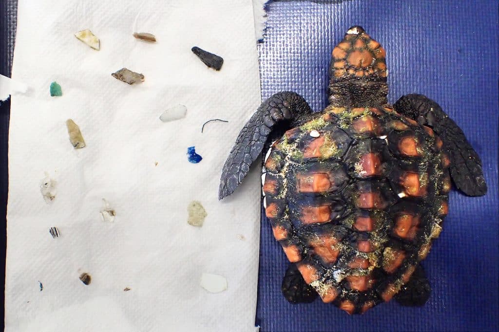 Schildkröte mit ausgeschiedenen Plastikstücken.
