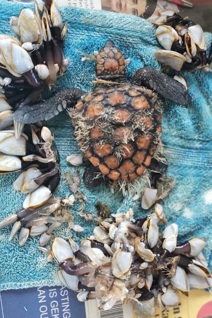 Schildkröte, die von einer dicken Schicht Entenmuscheln befreit wurde.