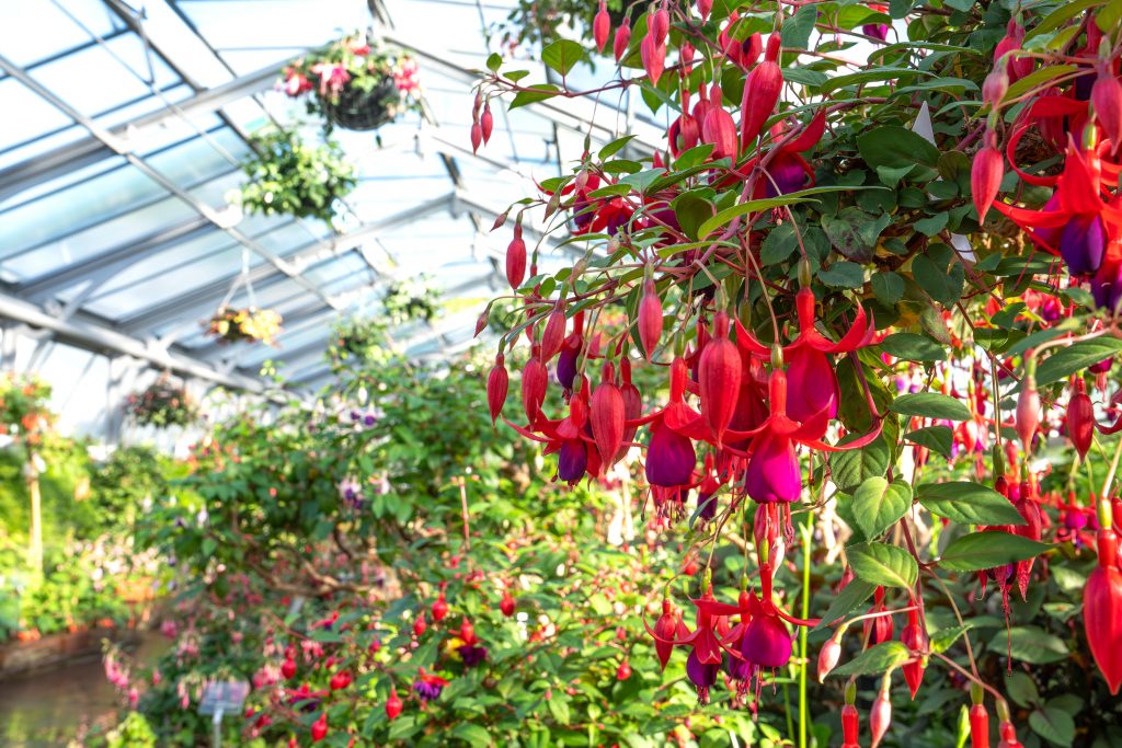 Fuchsienblüte in der Wilhelma: Ein Farbenmeer im historischen Gewächshaus