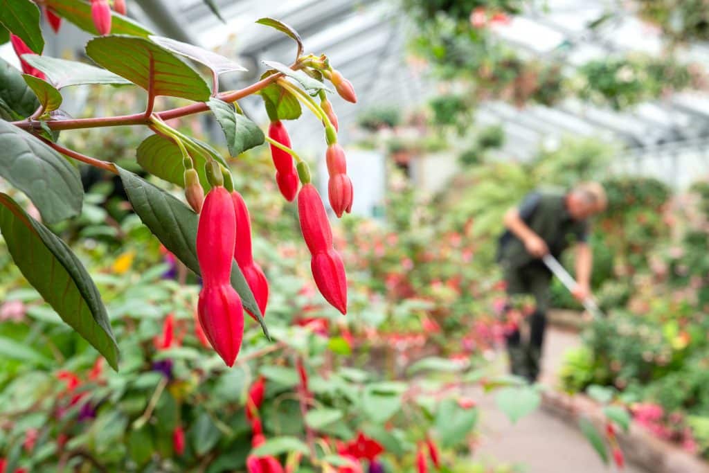 Farbenfrohe Fuchsienblüten in der historischen Gewächshauszeile der Wilhelma