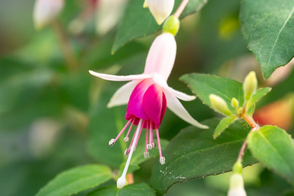 Farbenfrohe Fuchsienblüten in der historischen Gewächshauszeile der Wilhelma