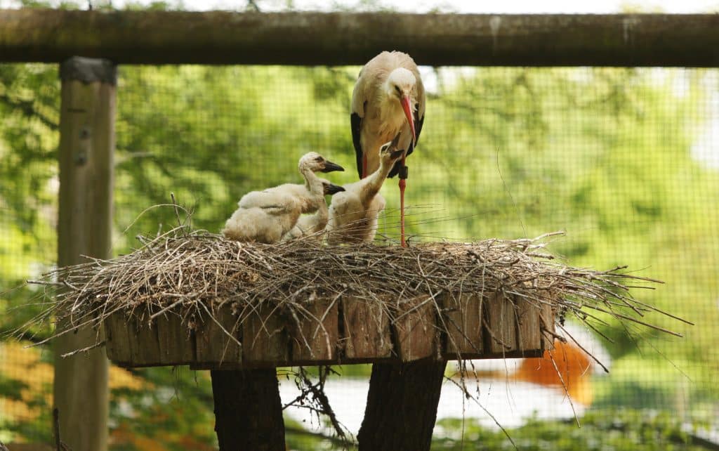 Pelzige, kuschelige und gefiederte Jungtiere: Nachwuchs begeistert im Wildparadies Tripsdrill Storchenfamilie IMG 5230