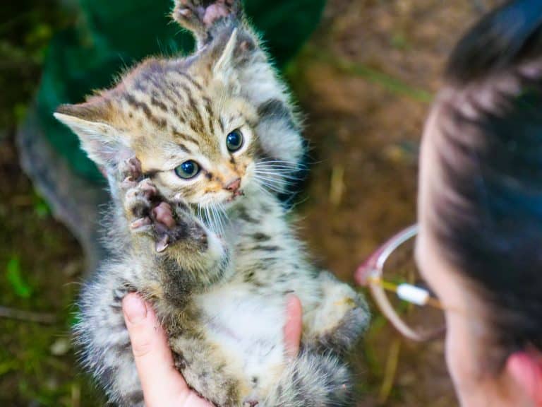 Pelzige, kuschelige und gefiederte Jungtiere: Nachwuchs begeistert im Wildparadies Tripsdrill