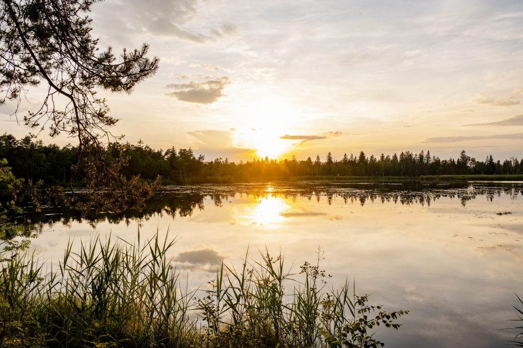 Naturerlebnis pur: Das größten intakten Hochmoor Mitteleuropas liegt in Baden-Würrttemberg