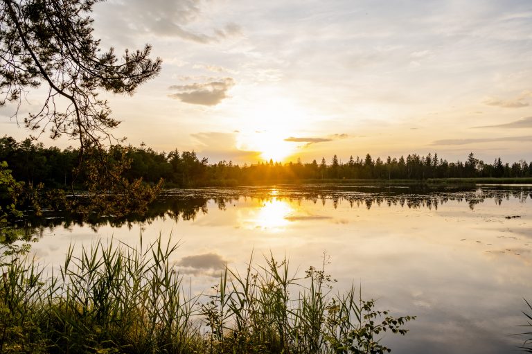 Naturerlebnis pur: Das größten intakten Hochmoor Mitteleuropas liegt in Baden-Würrttemberg